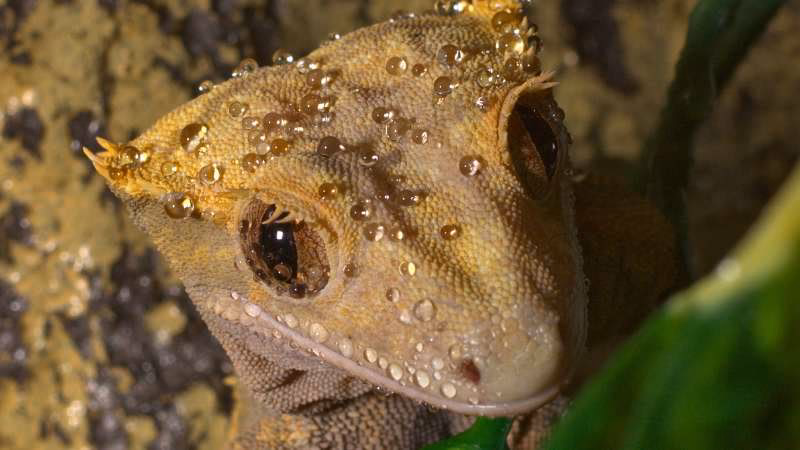 Hvordan ser man kønnet på en kronegekko?