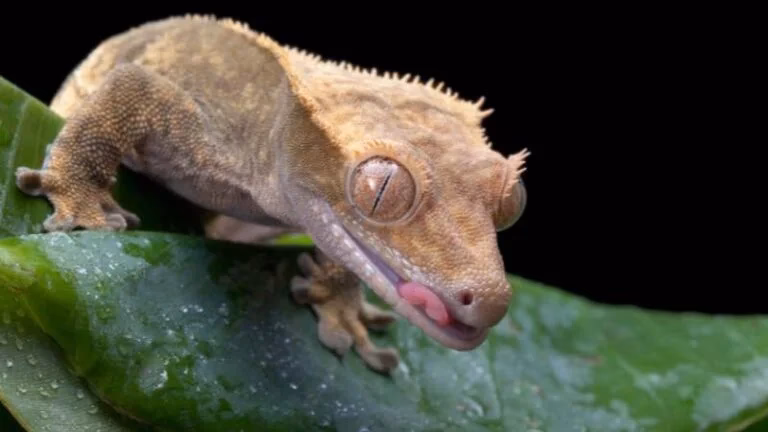 Hvor mange år kan en kronegekko blive?