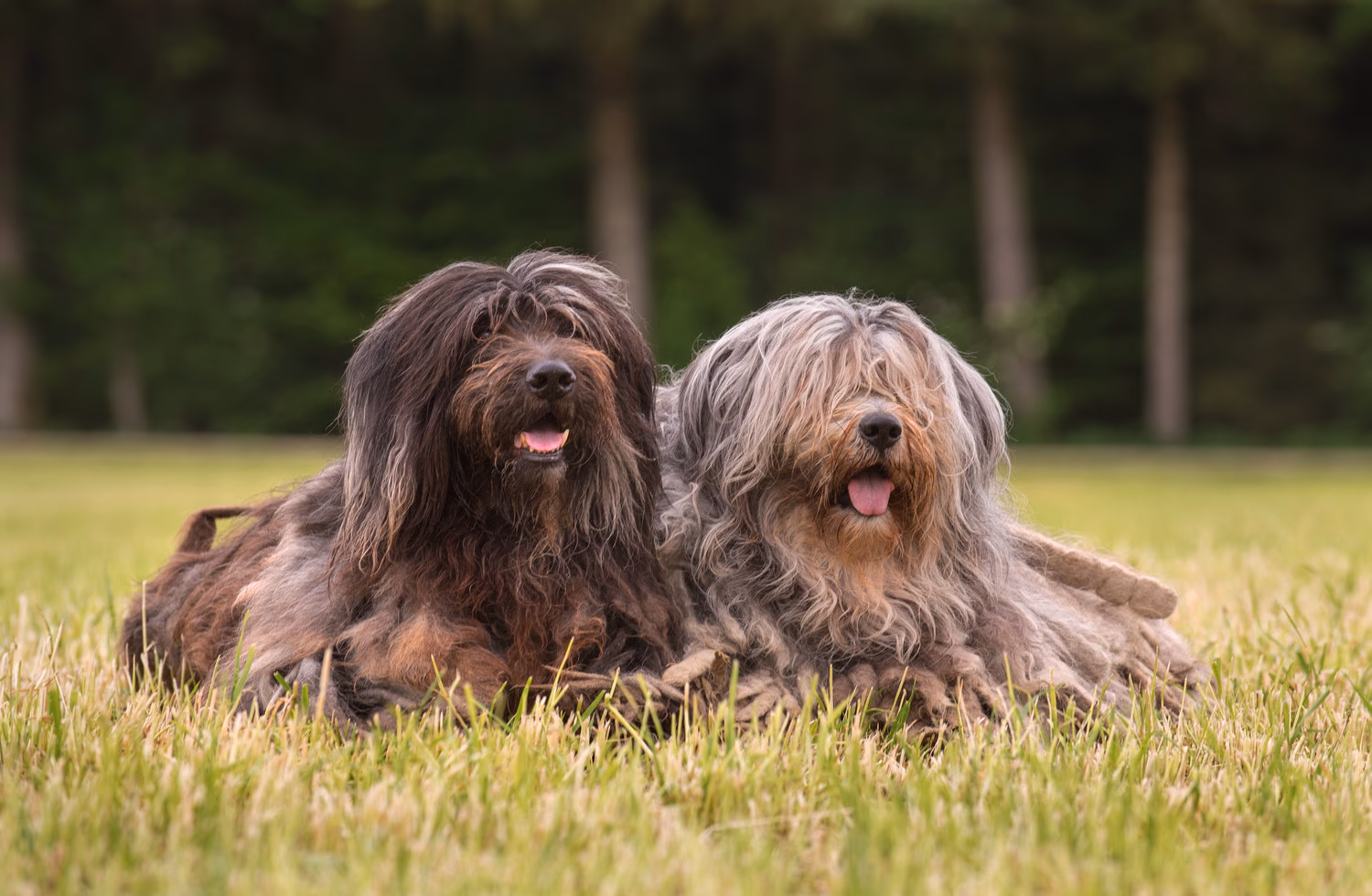 Are Bergamasco dogs good family dogs?