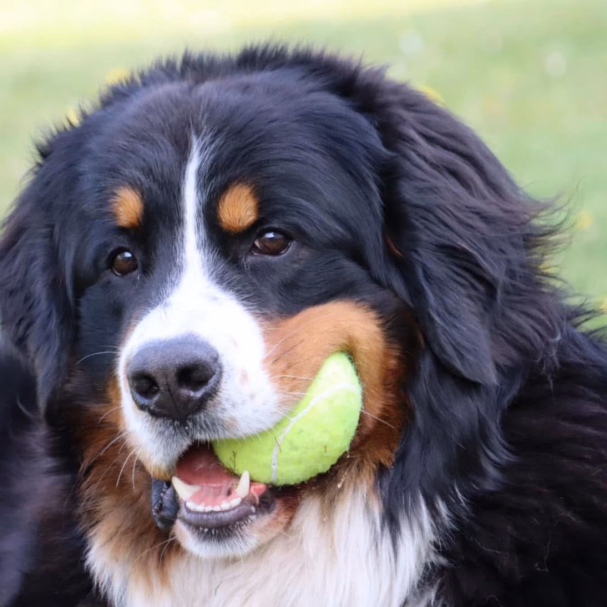 Er en Berner Sennen nem at opdrage?