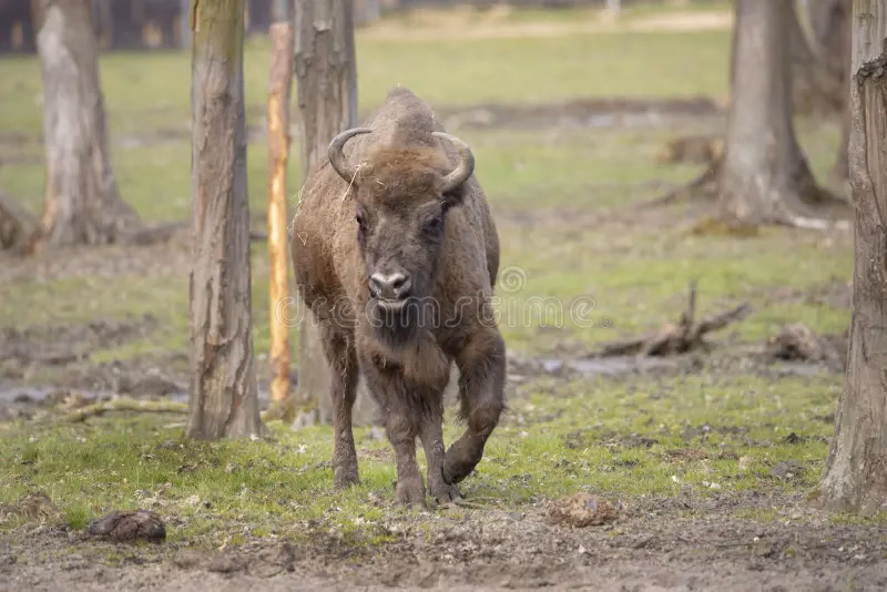 Er bison dansk?