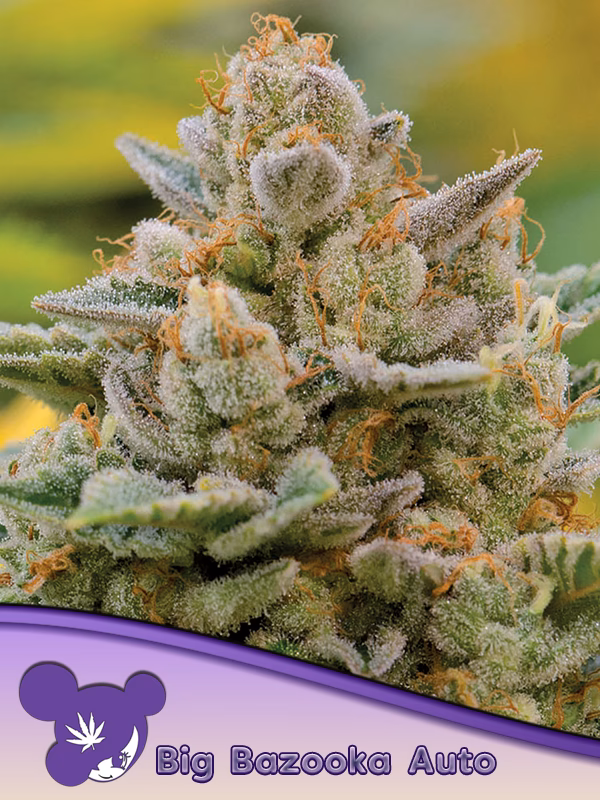 What is Bob Marley's favorite strain?