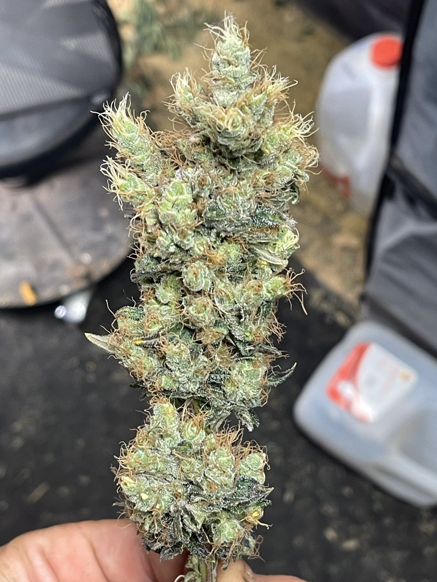 What strain is Big Bazooka?