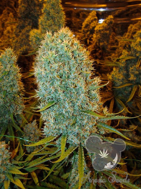 What strain is Big Bazooka?