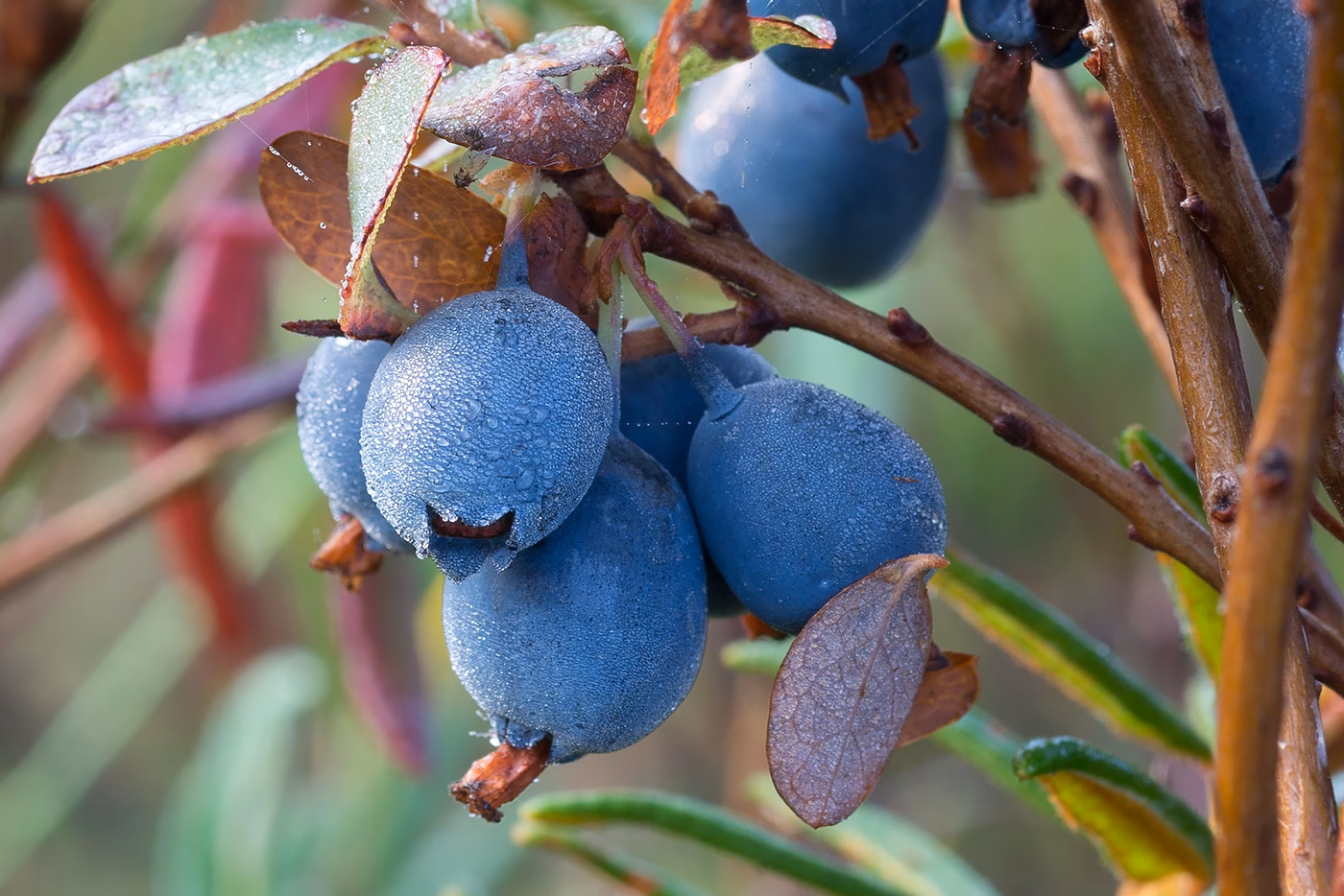 Can you eat bog bilberry?