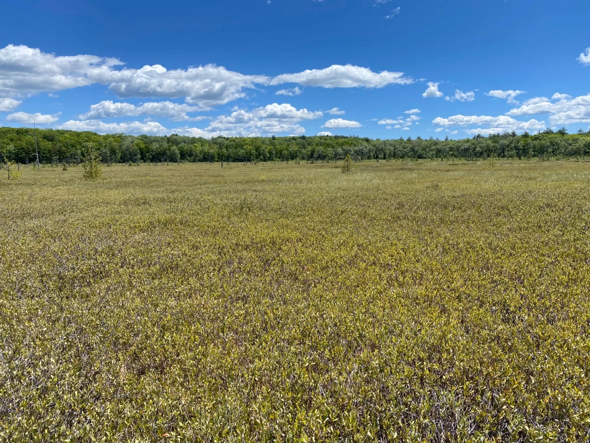 Do personal blogs still exist?