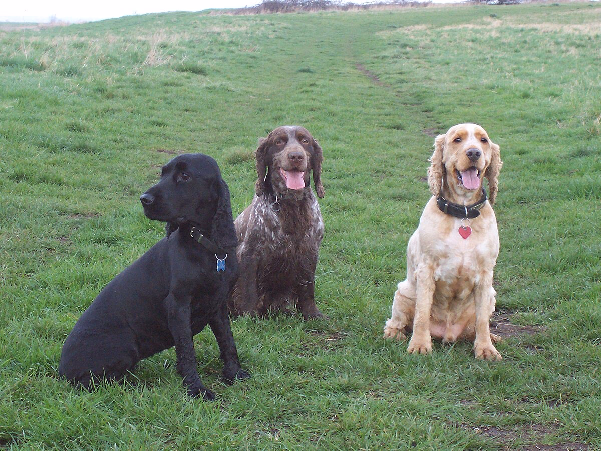Hvad er forskellen på en cocker spaniel og en springer spaniel?