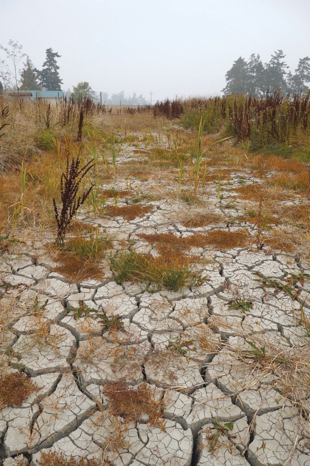 How long does Builders Bog take to cure?