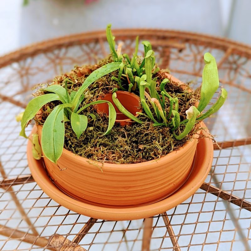 How deep should a bog be?