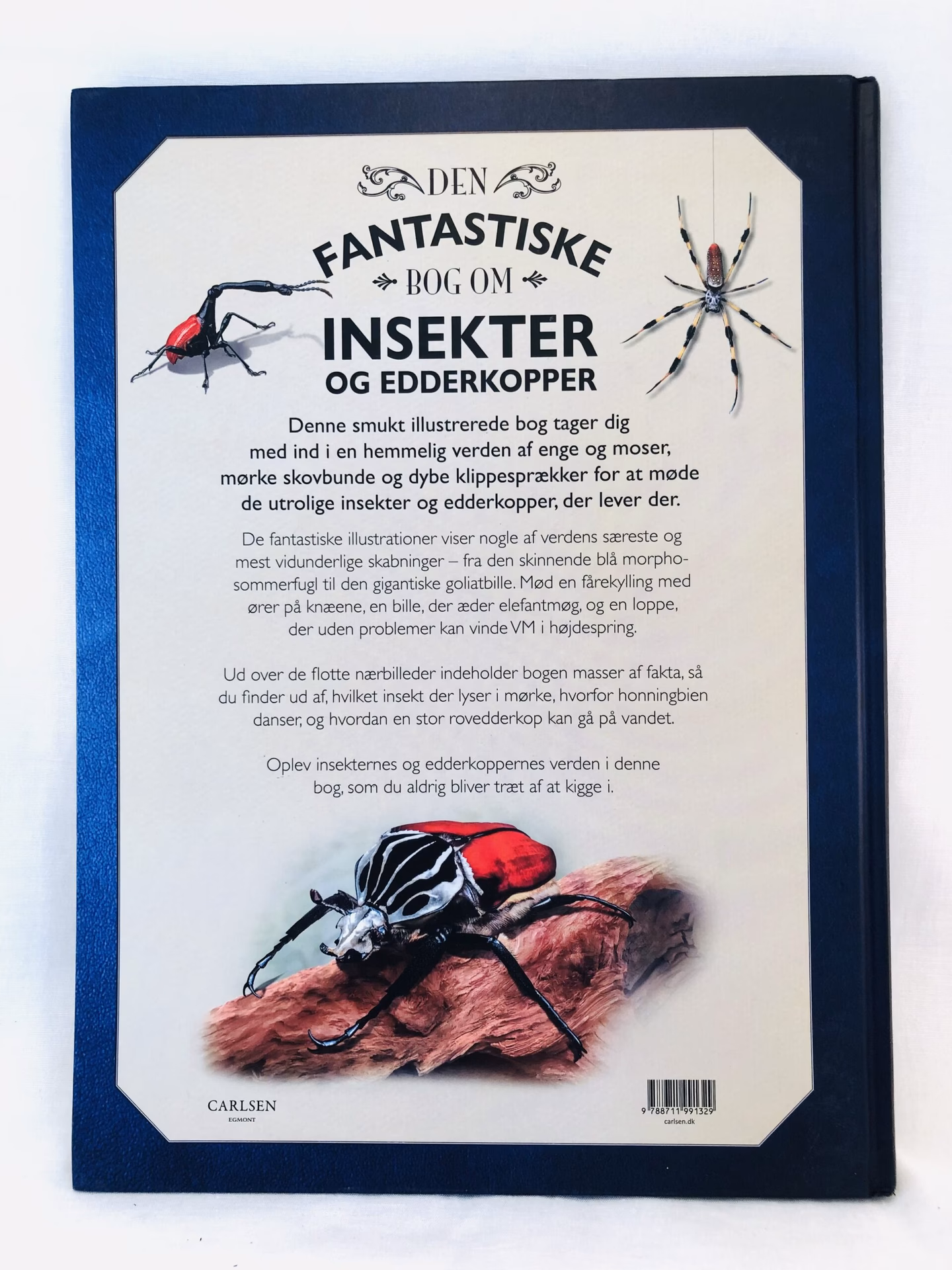 Er husedderkopper giftige?