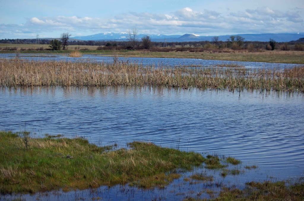 Are the Everglades a swamp or a marsh?