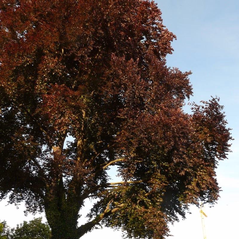 Hvad koster en rødbøg?