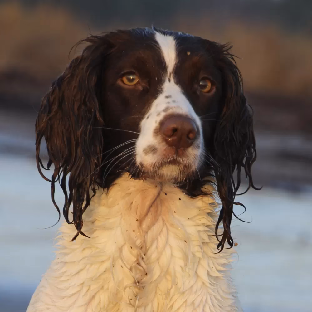 Hvad koster en FT Springer Spaniel?
