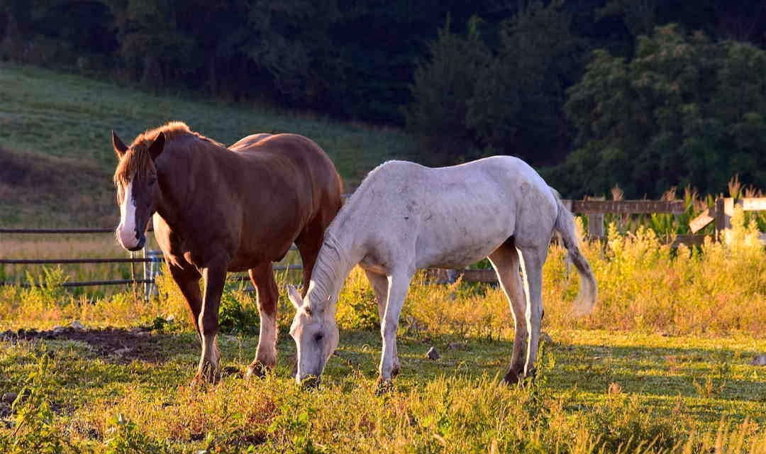 Hvilken plante er giftig for heste?
