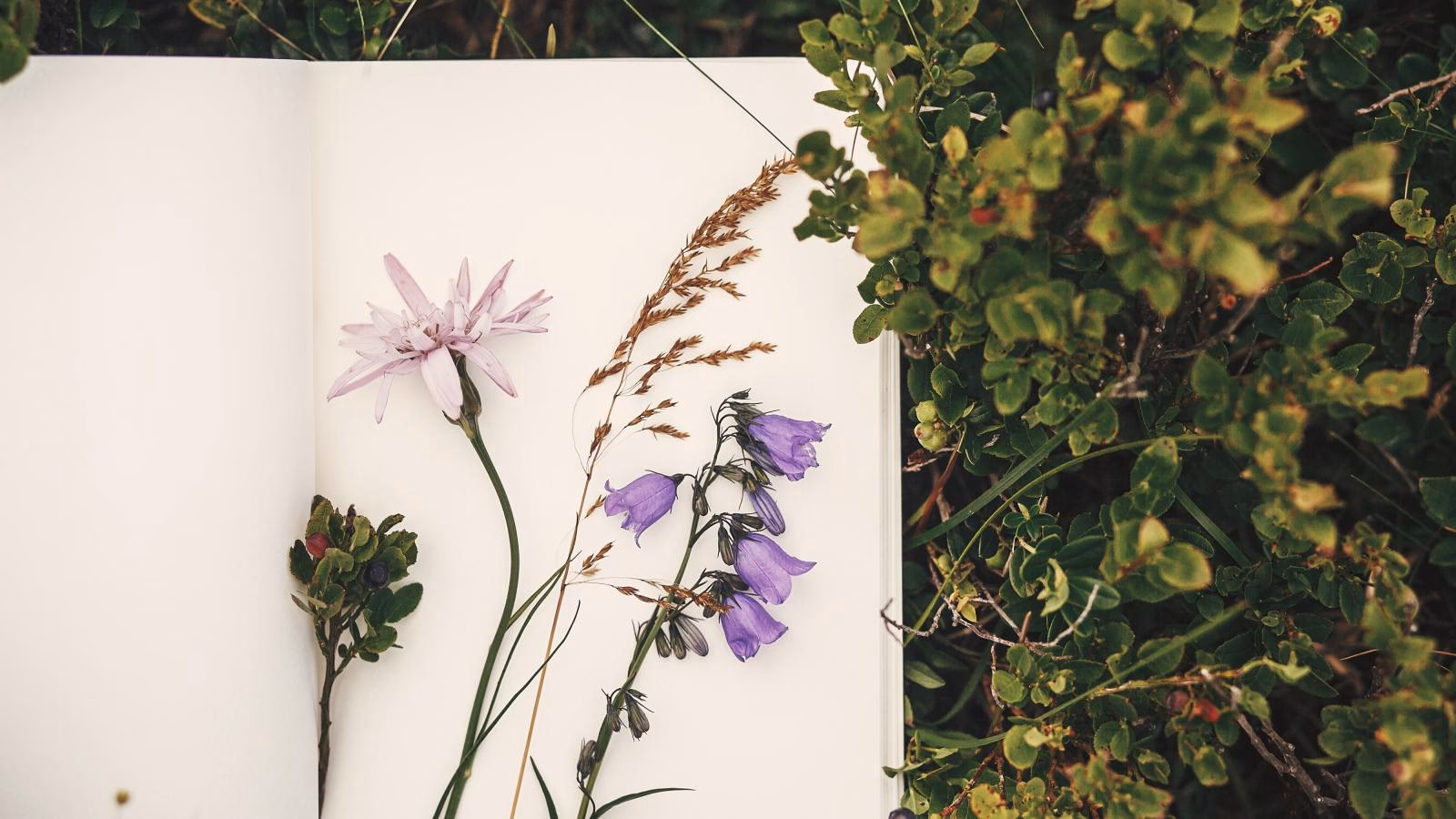 Hvordan laver man et herbarium?