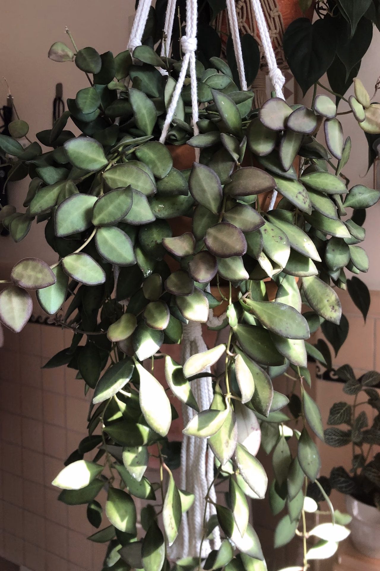 Why are Hoyas so expensive?