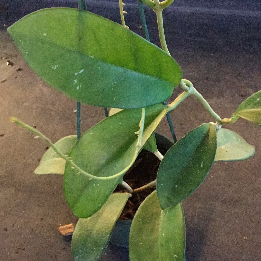 Why is Georgetown called a Hoya?