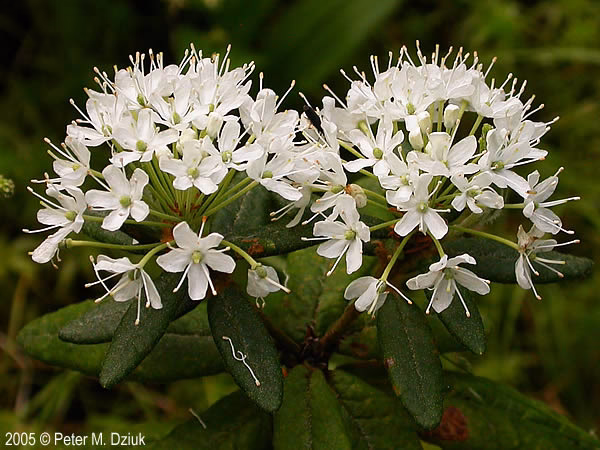 What is bog Labrador tea used for?