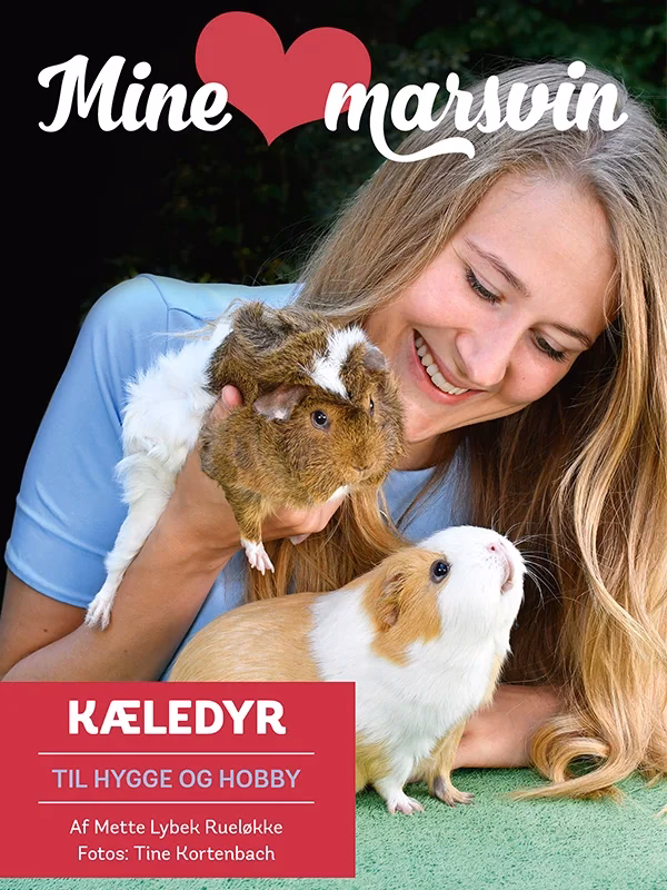 Hvor stor bur til marsvin?