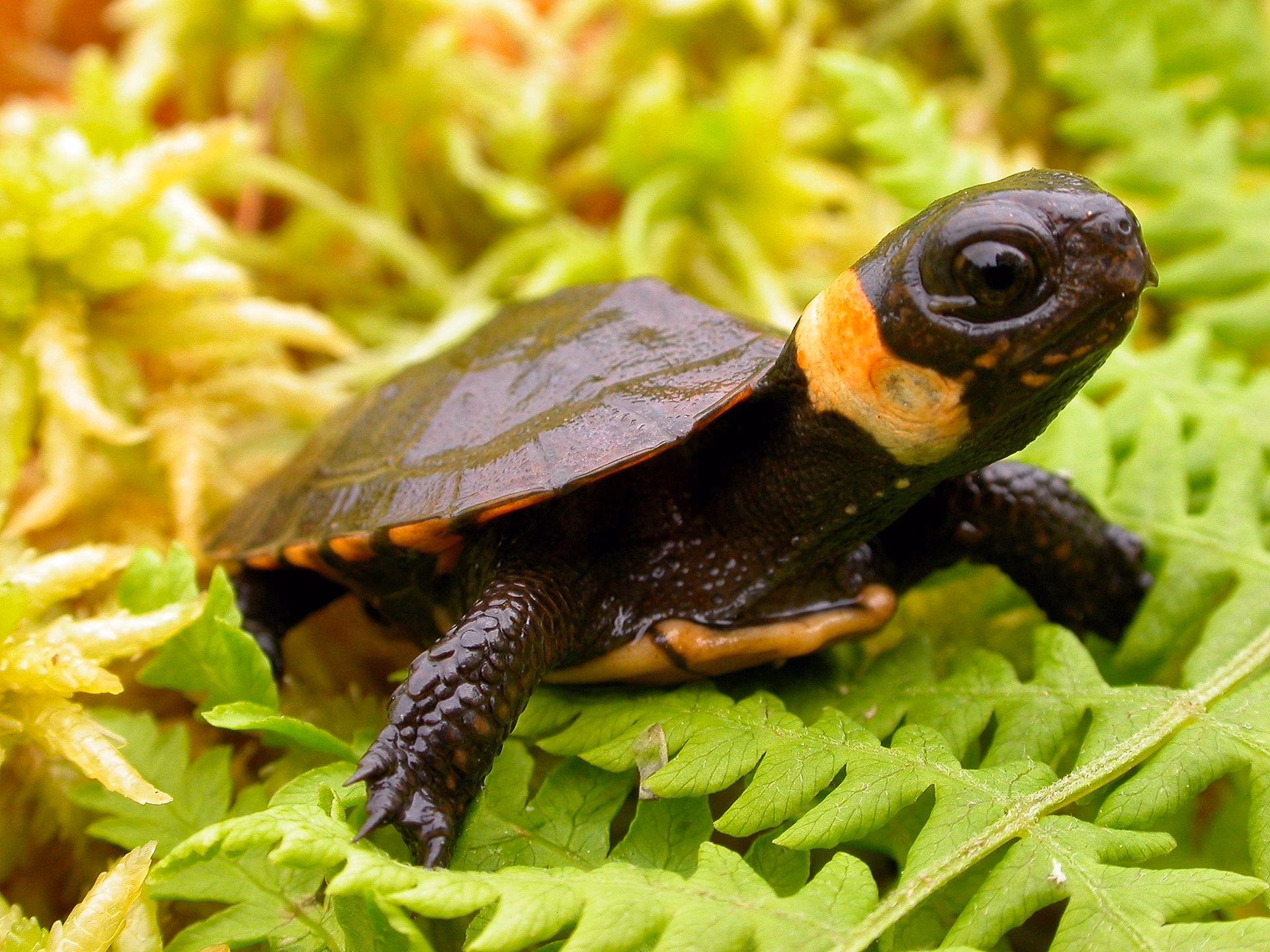What states do bog turtles live in?