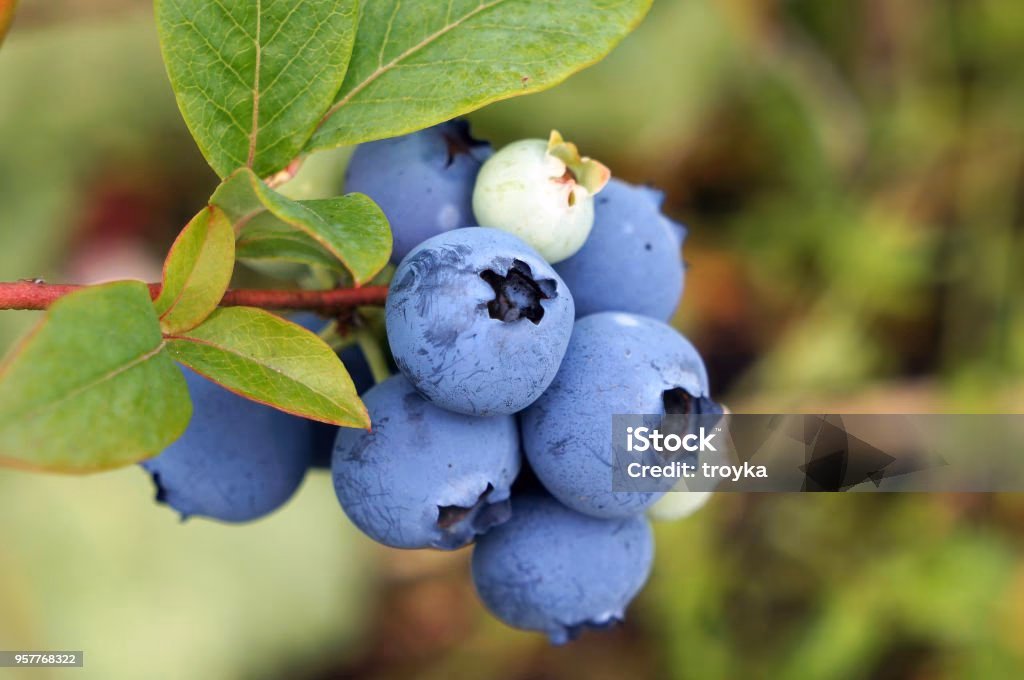 Is A whortleberry edible?