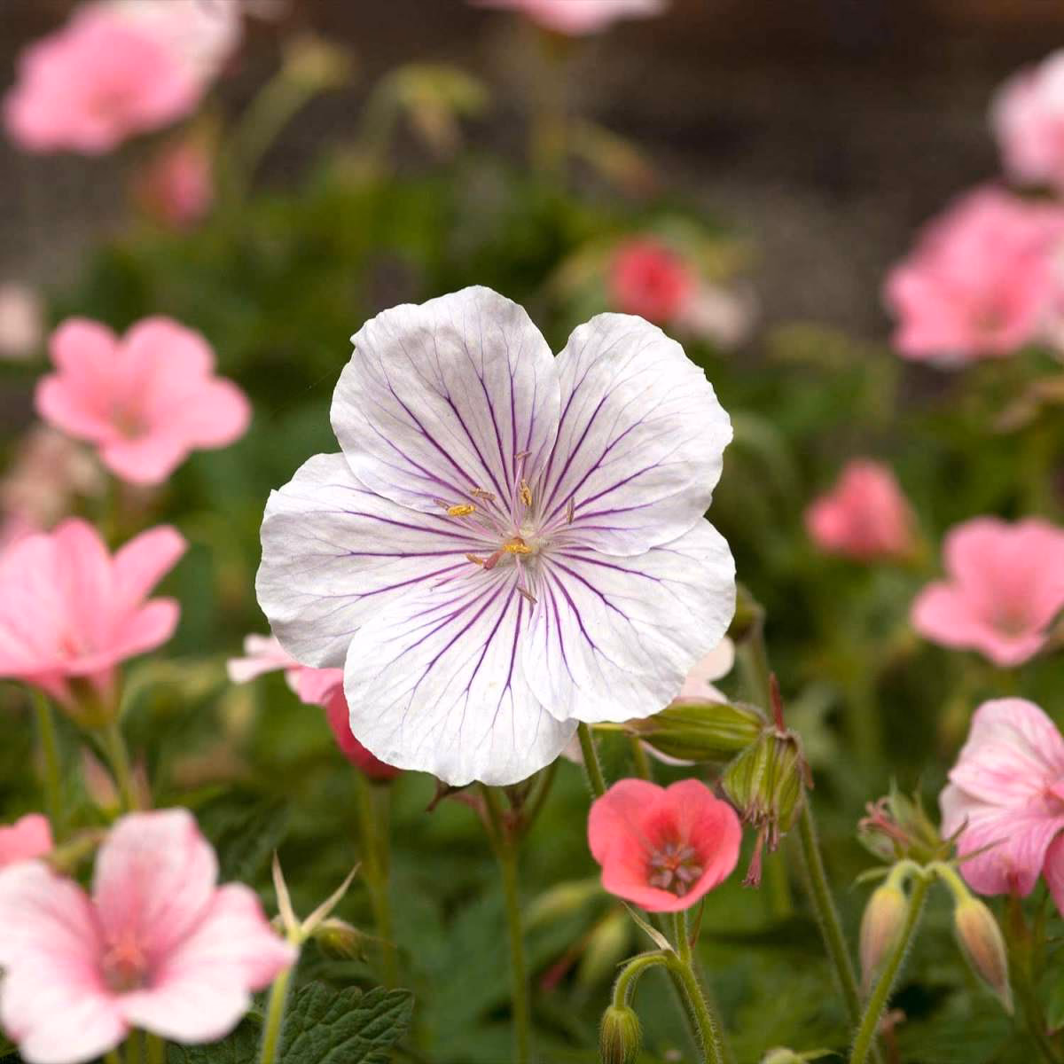 Hvordan beskærer man storkenæb?