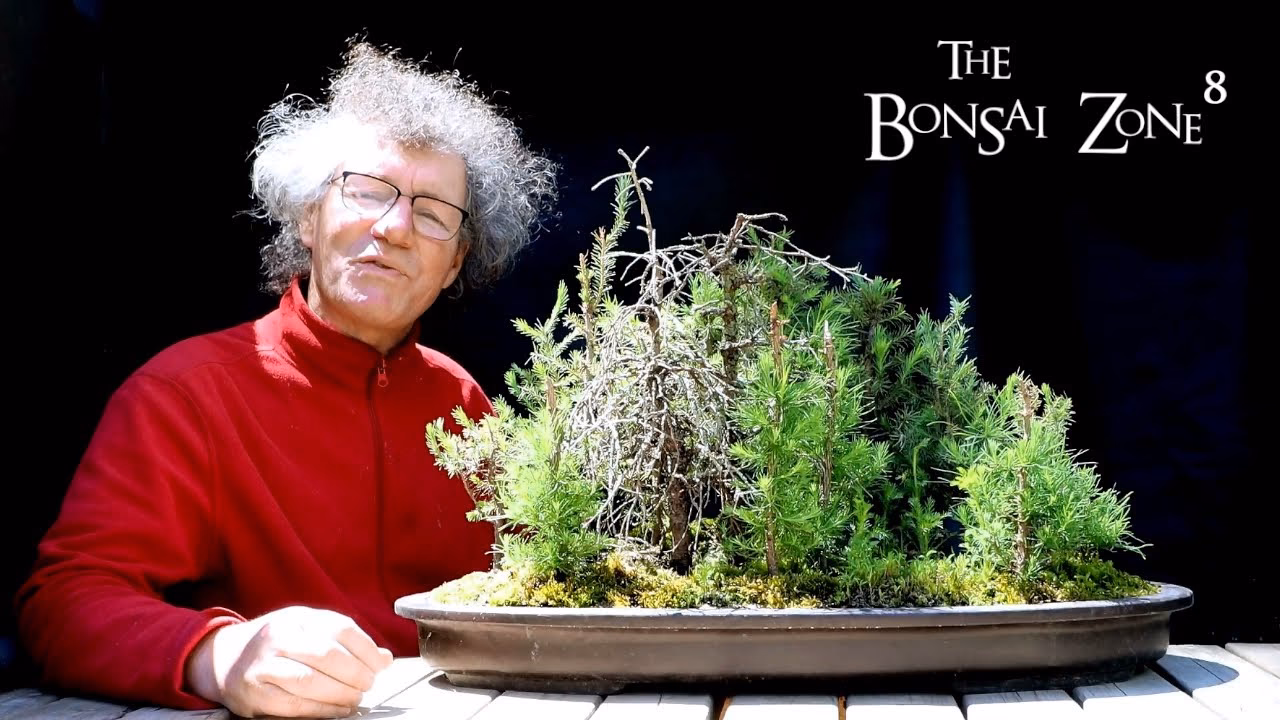 Hvad betyder et bonsai træ?