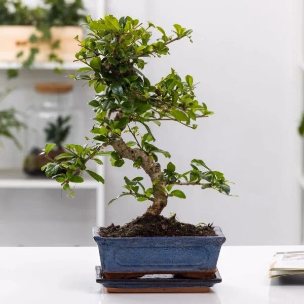 Hvad betyder ordet bonsai?