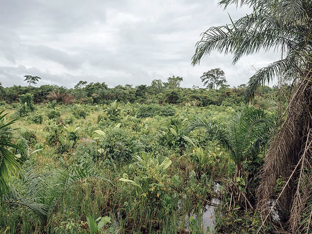 Hvorfor blev Congo koloniseret?