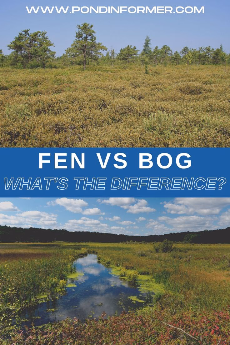 How does a fen turn into a bog?