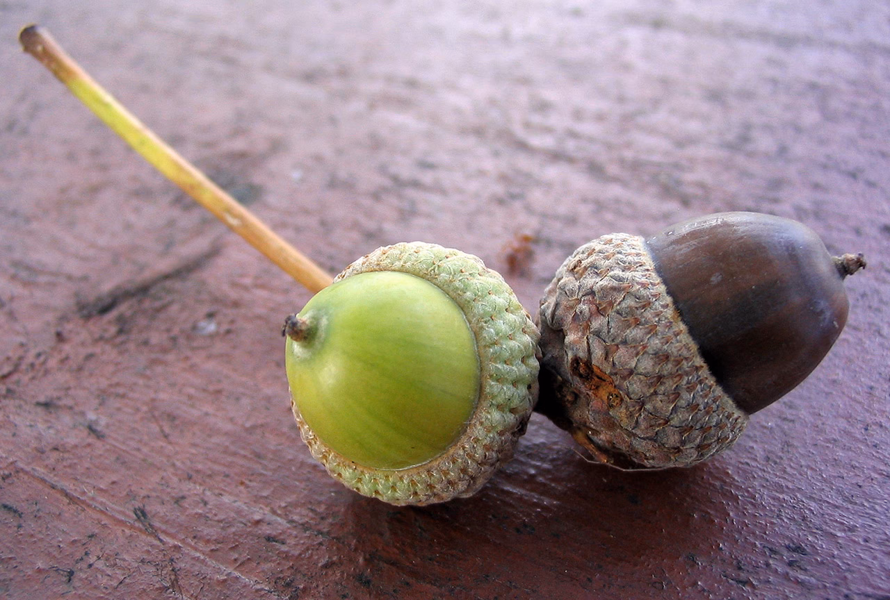 Hvad betyder oldenår?