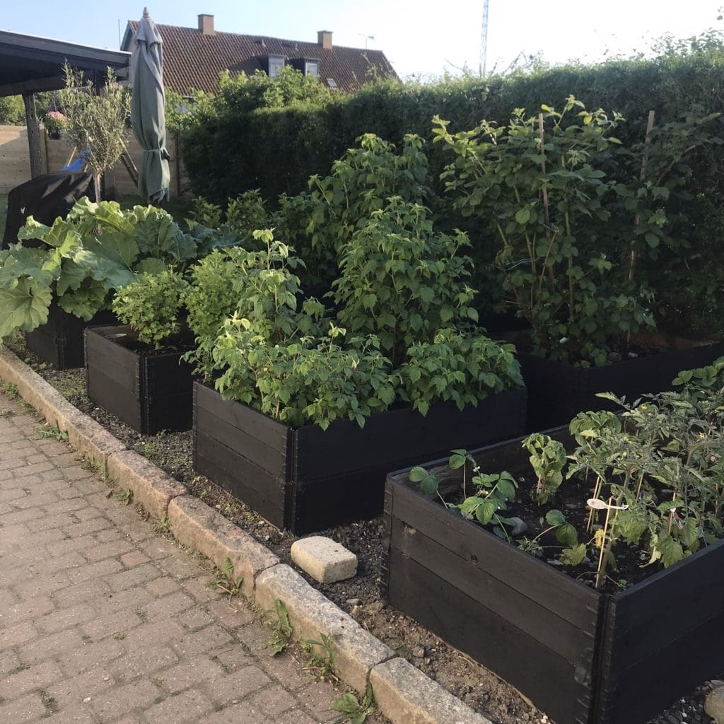 Hvad skal jeg plante i mine højbede?