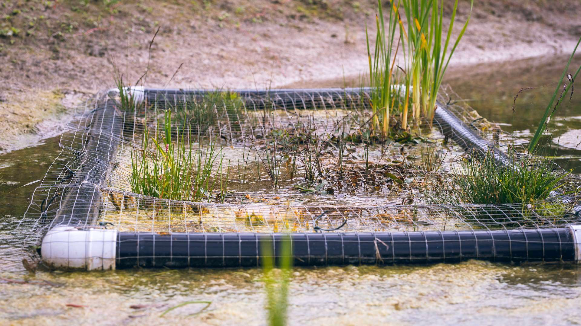 How to become a bog?