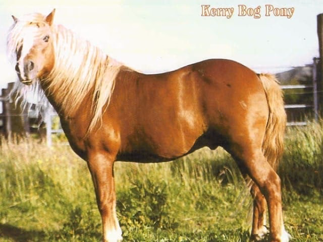 What color is the Kerry Bog Pony?