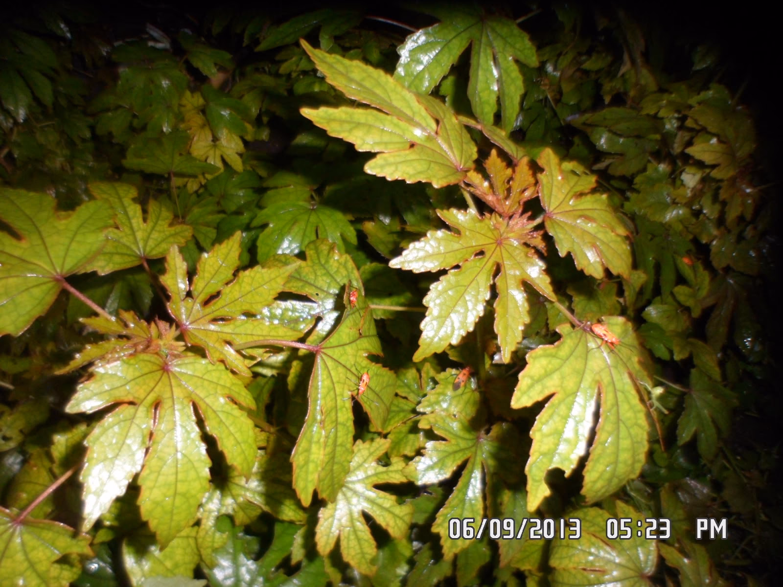 What is the meaning of labog?