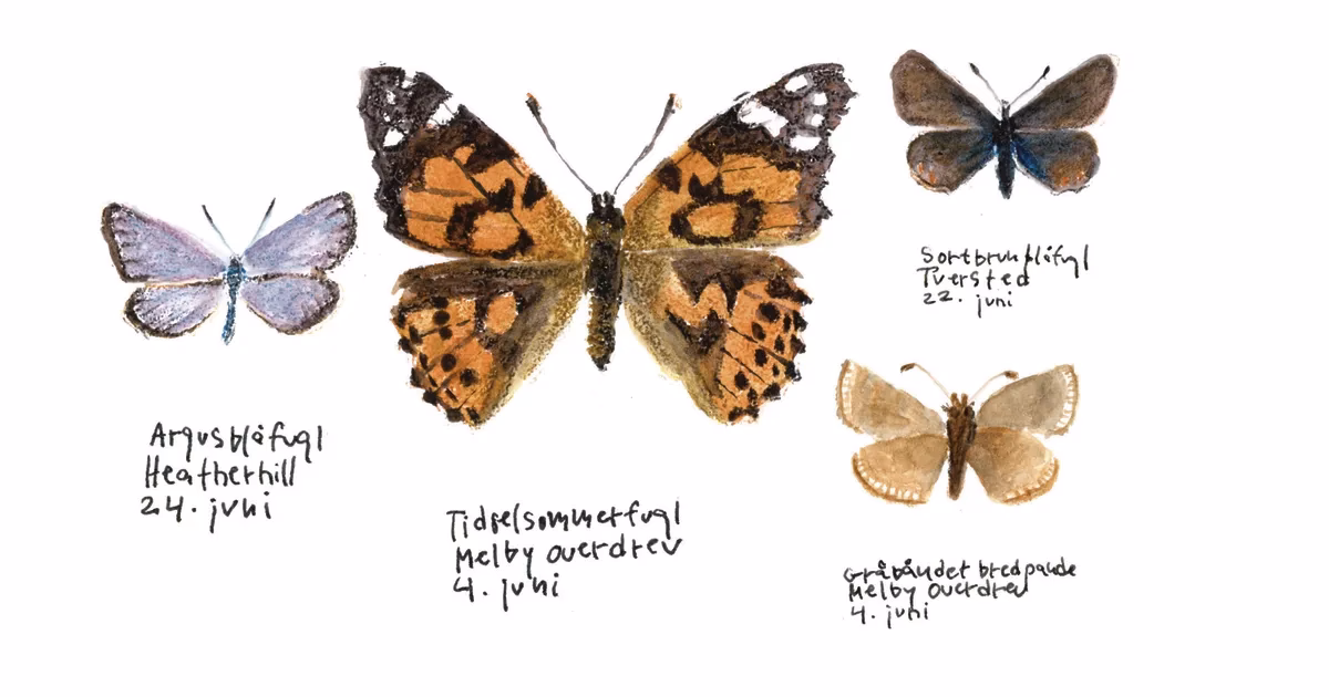 Hvad koster bogen Sommerfuglens stemme?