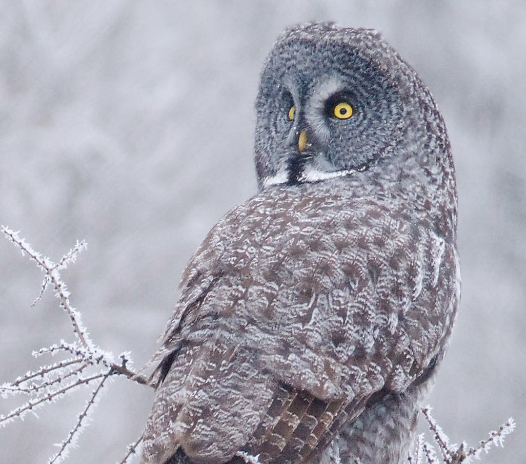 What does owls in the bog mean?