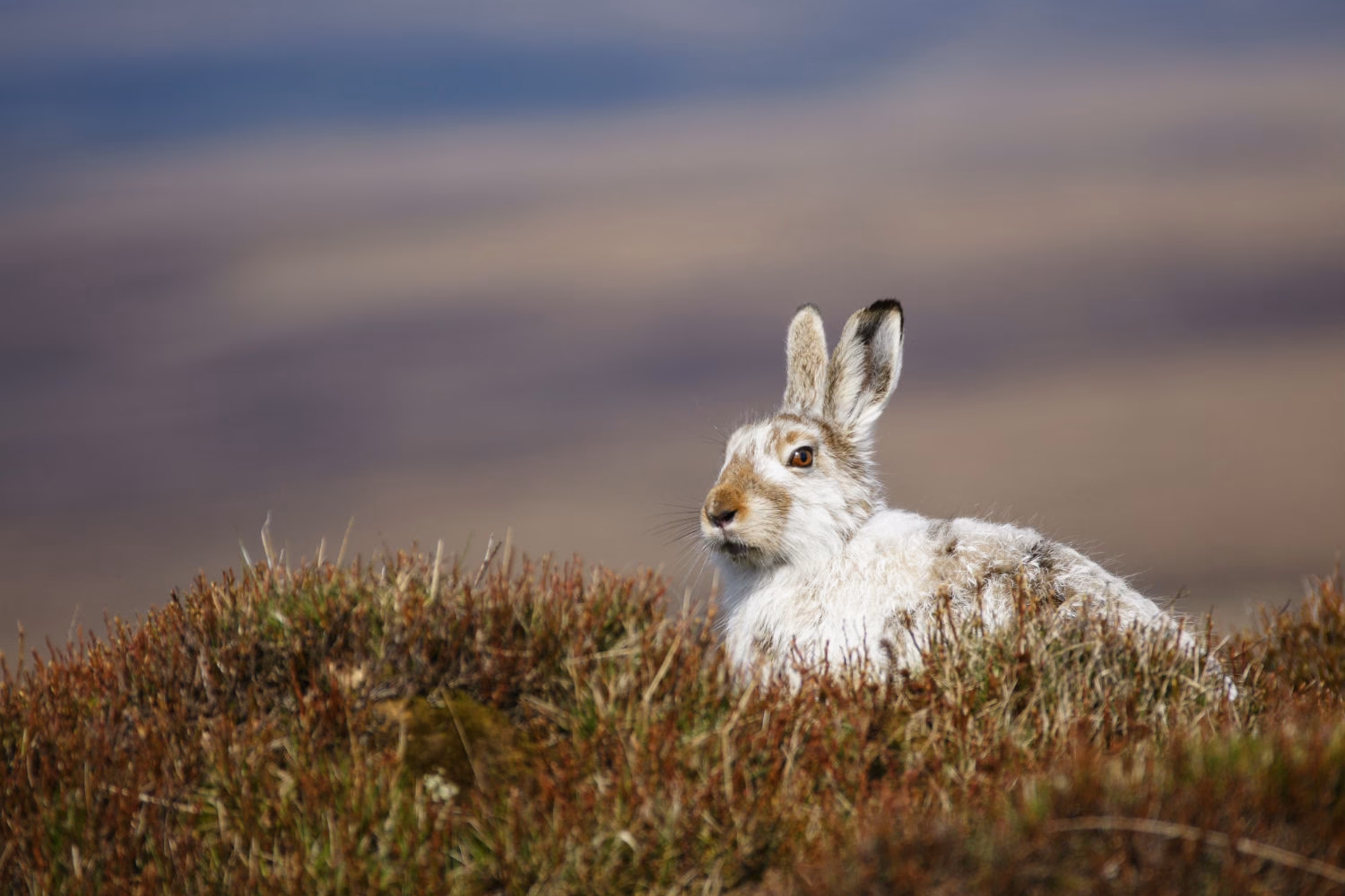 What animals live in Peatland?