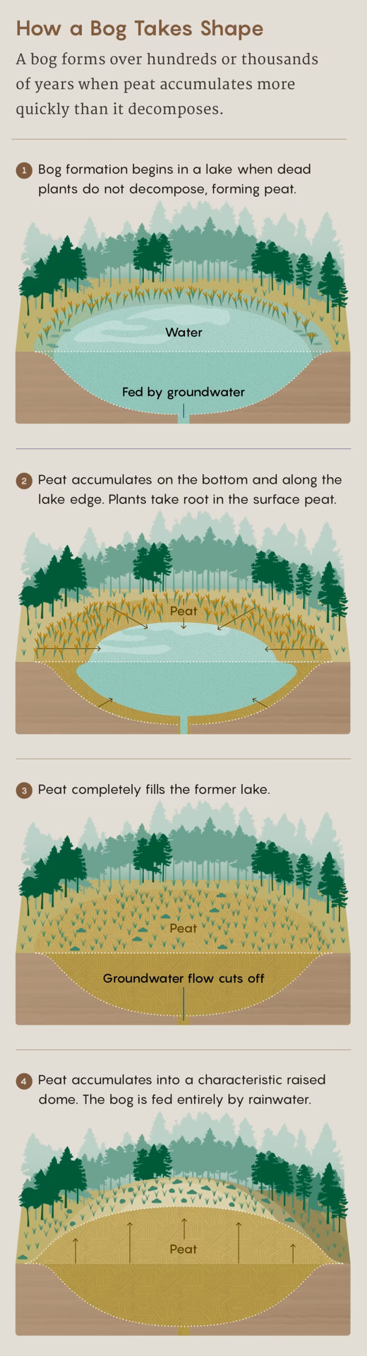 Can you drink water from a peat bog?