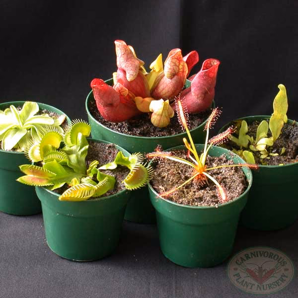 Hvilken plante hvor bog?