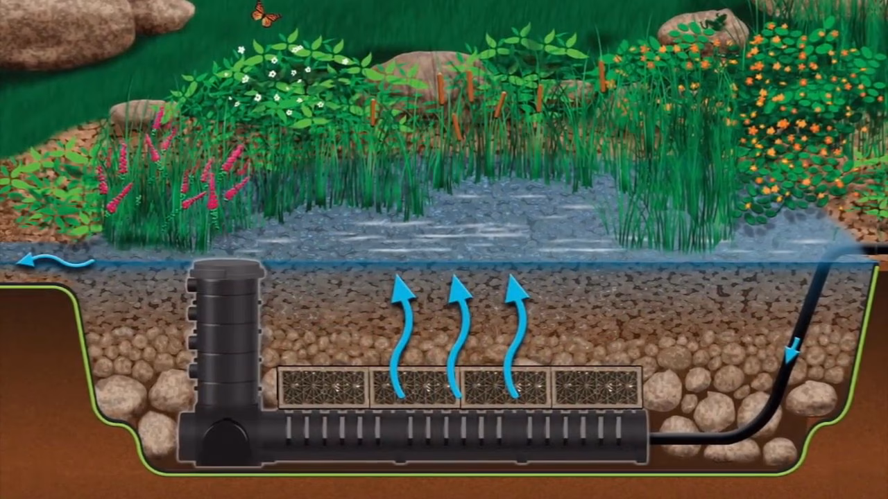 What does a bog do for a pond?