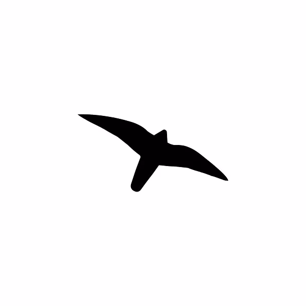 Hvilke fugle er rovfugle?