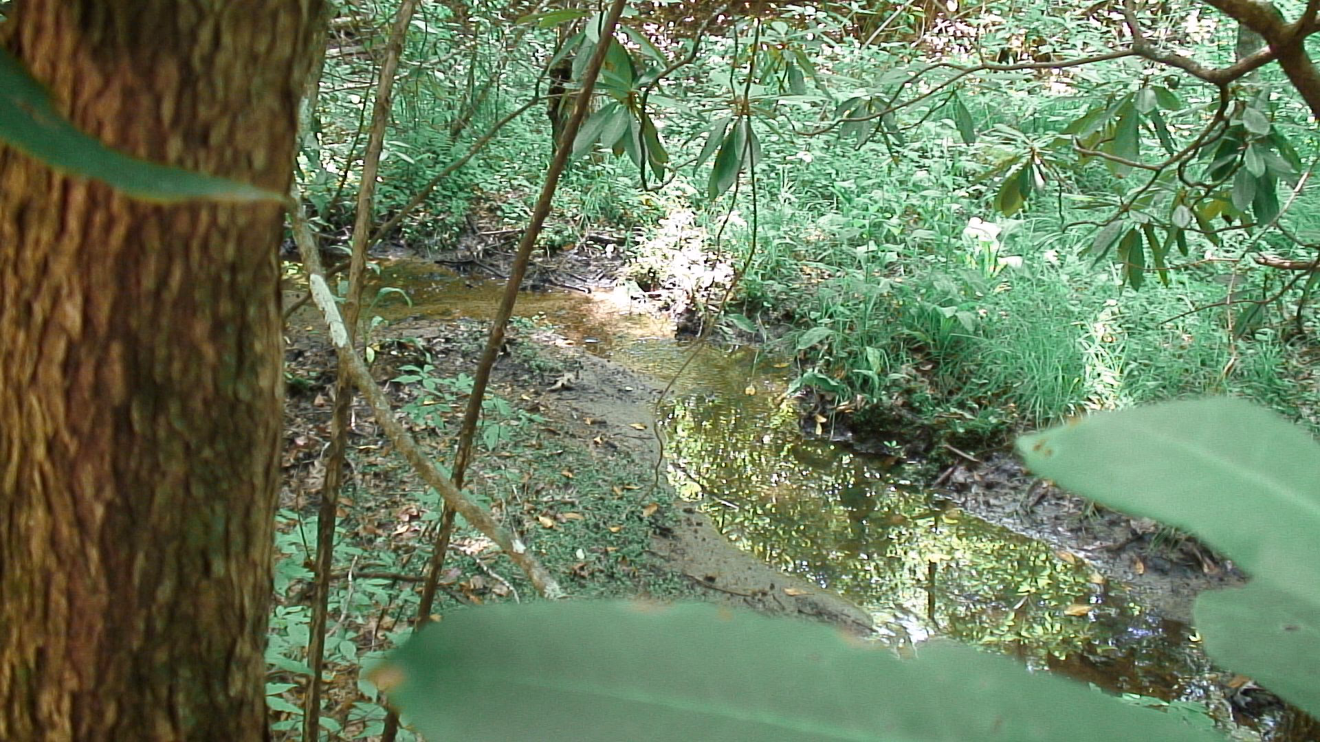 What is a northern bog?